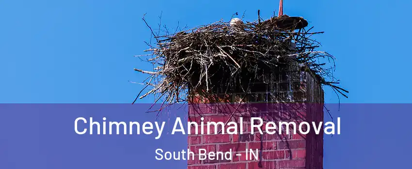  Chimney Animal Removal South Bend - IN