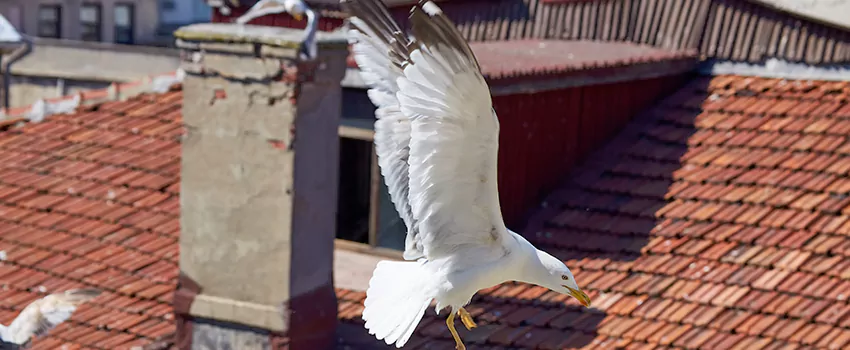 Residential Chimney Animal Removal Solution in South Bend, IN