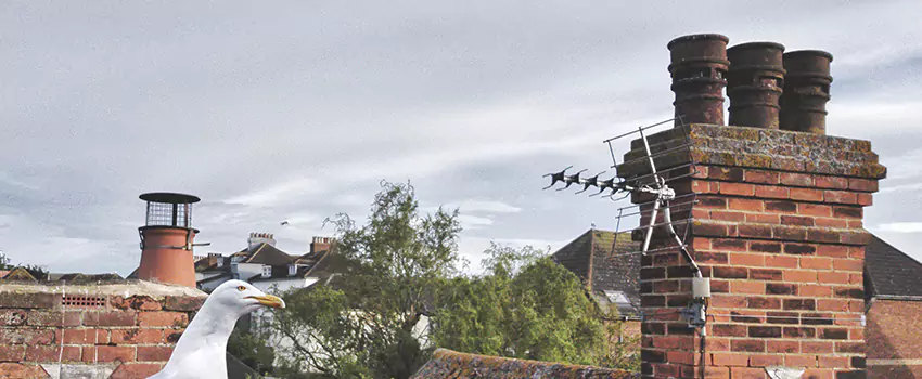 Chimney Cleaning And Restoration in South Bend, Indiana